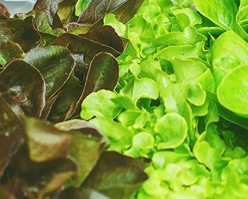 Bild zum Beitrag 'Knackiges Grün: So gesund ist Salat'