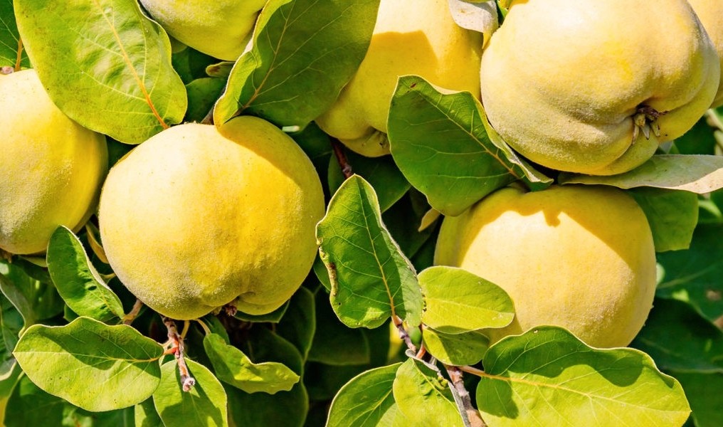 Quitte: Frucht mit großer Wirkung Bild zum Beitrag 'Quitte: Frucht mit großer Wirkung'